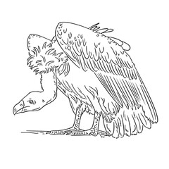 vulture vector illustration. Realistic. Hand drawn. Black. Color. Easy to edit