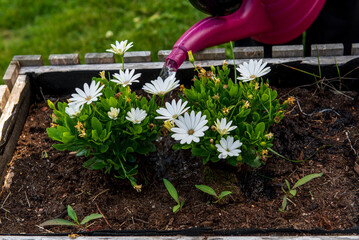 Watering white flowers in Garden with plastic pink can