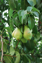  Fresh Green Pears Growing on Tree