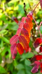 The Beautiful Colors of Autumn