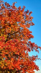 The Beautiful Colors of Autumn