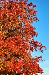 The Beautiful Colors of Autumn