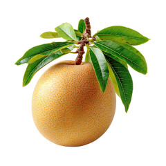 A single sapodilla fruit with its lush green leaves sits on a small branch,isolated on a white background, showcasing its textured skin and vibrant colorations.