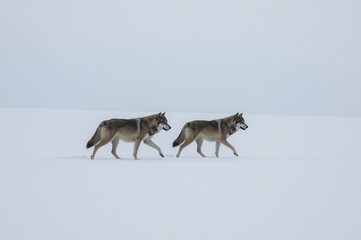 Two wolves walk snowy field, winter landscape