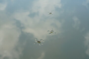 Wasserläufer Insekten Gerridae auf einem Teich