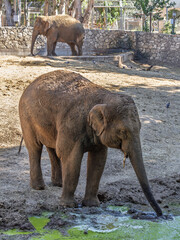 Safari Ramat-Gan Israel, 3 July 2025 - Young Elephant Enjoying a Mud Bath at the Zoo