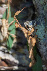 Safari Ramat-Gan Israel, 3 July 2025 - Incredible Camouflage: Spiny Leaf Insect Blends Seamlessly with Tree Bark