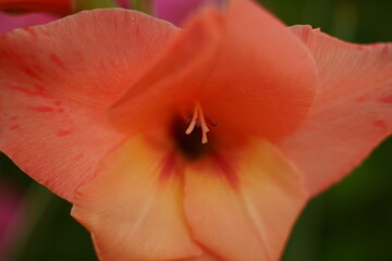 Detail einer Dahlienblüte in Orange und isoliert