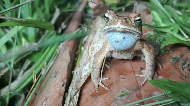 Sapo-cururu, Sapo-boi ou Cururu, nativo das Am&eacute;ricas Central e do Sul. G&ecirc;nero Rhinella, que inclui centenas de esp&eacute;cies de sapos diferentes, distribu&iacute;das principalmente pelo Brasil