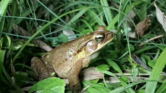 Sapo-cururu, Sapo-boi ou Cururu, nativo das Am&eacute;ricas Central e do Sul. G&ecirc;nero Rhinella, que inclui centenas de esp&eacute;cies de sapos diferentes, distribu&iacute;das principalmente pelo Brasil
