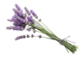 Flat Isometric Bunch of Lavender | Aromatic Herb Vector Illustration for Wellness and Decor

