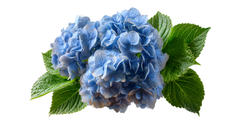 Isolated vibrant blue hydrangea flower with lush green leaves on a black background Closeup of delicate petals and fresh foliage Concept of nature, beauty, and floral design