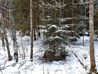 Beautiful winter wild nature. Snow covered trees and bushes. Unique forest image before the New Year.