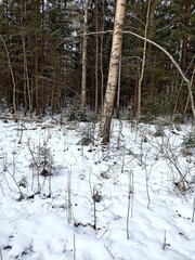 Beautiful winter wild nature. Snow covered trees and bushes. Unique forest image before the New Year.