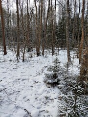Beautiful winter wild nature. Snow covered trees and bushes. Unique forest image before the New...