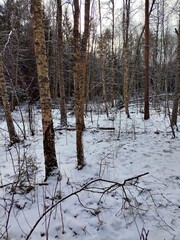 Beautiful winter wild nature. Snow covered trees and bushes. Unique forest image before the New Year.