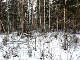 Beautiful winter wild nature. Snow covered trees and bushes. Unique forest image before the New Year.