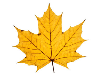 Obraz premium Single bright yellow maple leaf isolated on transparent background
