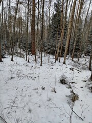 Beautiful winter wild nature. Snow covered trees and bushes. Unique forest image before the New Year.
