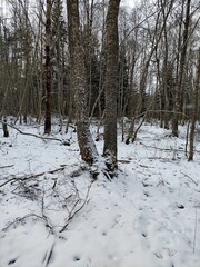 Beautiful winter wild nature. Snow covered trees and bushes. Unique forest image before the New Year.
