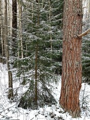 Beautiful winter wild nature. Snow covered trees and bushes. Unique forest image before the New Year.