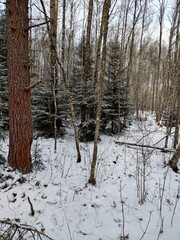 Beautiful winter wild nature. Snow covered trees and bushes. Unique forest image before the New Year.