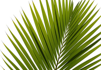 Close up of a vibrant green palm frond isolated on transparent background