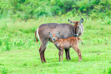 Waterbuck Cow Standing with Calf