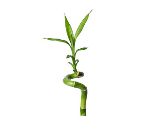 Lucky bamboo plant stalk with green leaves isolated on transparent background