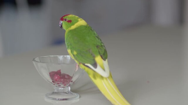 A parrot eats a cranberry from a glass