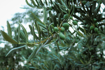Olive Tree Branch with Unripe Green Olives