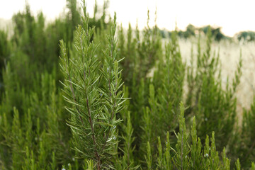 Fresh Green Rosemary Bush in Field