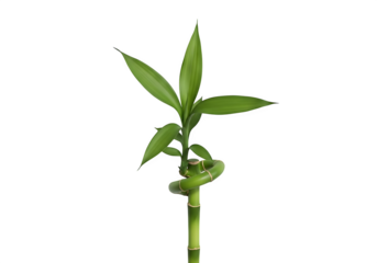 Lucky bamboo plant sprout growing isolated on transparent background
