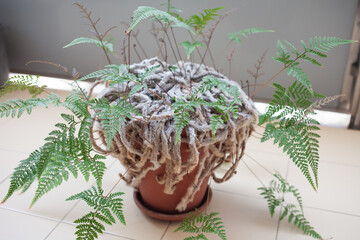 Detailed top view of a Davallia fejeensis, commonly known as Rabbit’s Foot Fern, showing soft, hairy rhizomes and lacy green leaves growing from a terracotta pot. Potted plant on the balcony