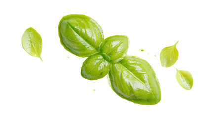 Obraz premium Fresh green basil leaves isolated on transparent background