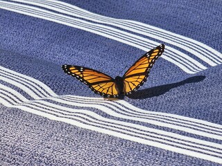 butterfly on a seat cushion
