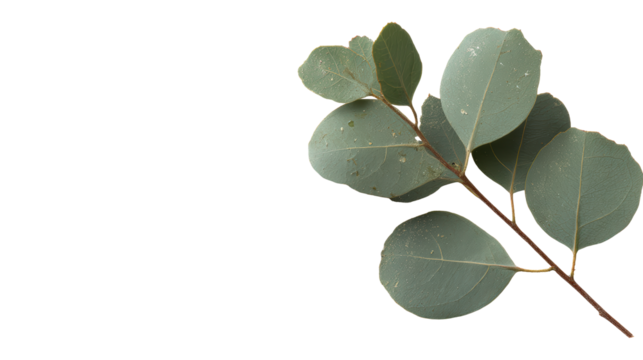 A sprig of eucalyptus leaves isolated on a transparent background