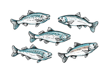 Illustration of five salmon fish swimming in a school against a black background