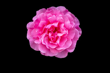 pink rose on black background