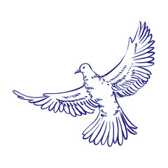 dove of peace, love, pigeon decorative sketch, vintage style, hand drawn on transparent background.