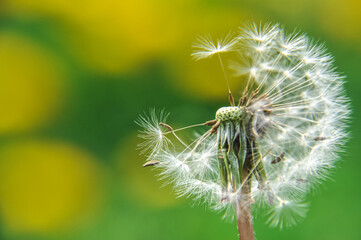 green spring meadow close-up on dandelion flower seeds