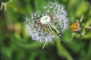 green spring meadow close-up on dandelion flower seeds