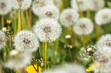 green spring meadow a large group of dandelions, flower seeds