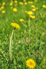 yellow dandelion flowers in the meadow in the grass a lot and a single flower