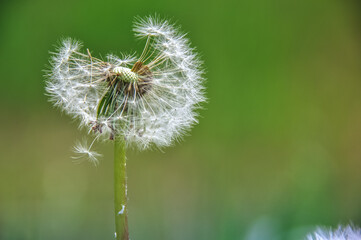 green spring meadow close-up on dandelion flower seeds