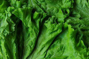 fresh green salad leaves close-up