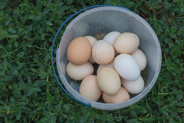 Fresh Organic Eggs in a Plastic Bucket on Green Grass in Backyard Farm