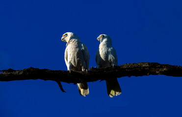 Little Corellas (Cacatua sanguinea) perching on a tree trunk