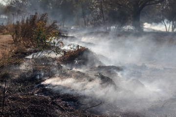 Field in smoke. Smoke spreads across the surface of the earth