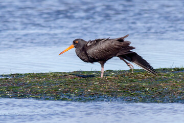 Sooty Oystercatcher Stretching Wing and Leg